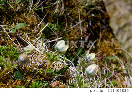 【希少・絶滅危惧種】 ツクモグサ 北海道 芦別岳産 山野草 高山植物 F ツクモグサ「北海道の花」｜Sapporo Nature Times ‐ 札幌