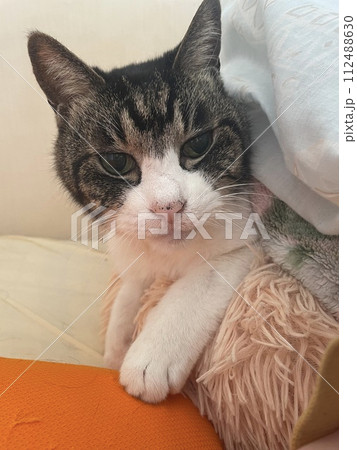 虹 橋 猫 虹の橋の写真素材 - PIXTA
