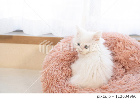 見返り美人猫の写真素材 - PIXTA