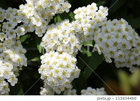 Reeves spireaの写真素材 - PIXTA