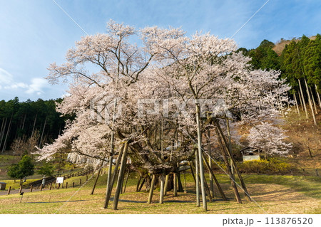根尾谷淡墨桜の写真素材 - PIXTA