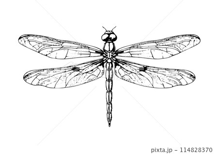 とんぼ トンボ スケッチ 写生のイラスト素材 - PIXTA