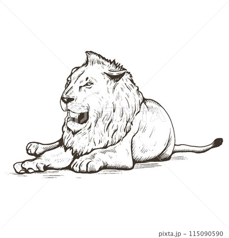 ライオン スケッチ 写生 動物のイラスト素材 - PIXTA