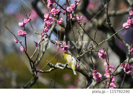 薄緑の梅の花の写真素材 - PIXTA