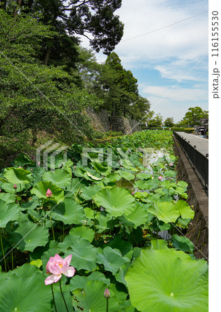 ハス 蓮 自然 葉の写真素材 - PIXTA