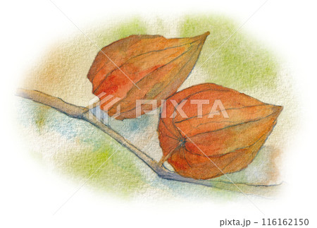 水彩画 鬼灯 花 植物のイラスト素材 - PIXTA