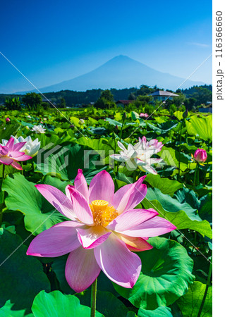 蓮の葉 葉 自然風景 畑の写真素材 - PIXTA