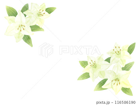 フレーム 花 百合 ユリ ゆりのイラスト素材 - PIXTA
