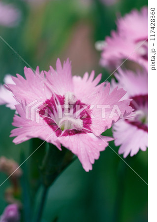 花 ピンク ギザギザ 自然の写真素材 - PIXTA