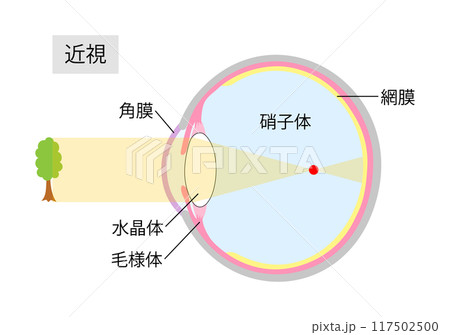 眼球解剖図 掛軸 昭和レトロ￼ Amazon.co.jp: 眼球模型 - 目のモデル、解剖モデル、人間の目の解剖