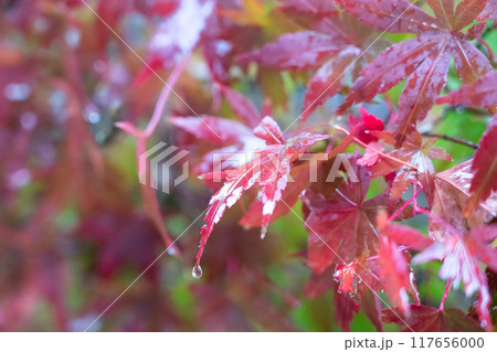 黄葉した楓の葉の写真素材 - PIXTA