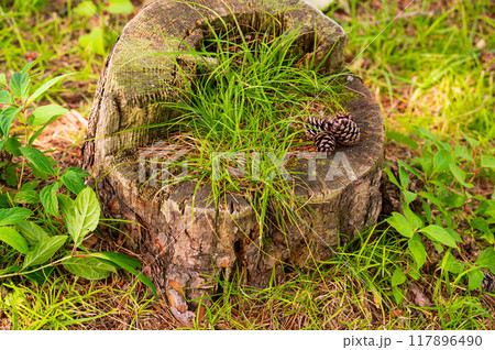 杉ぼっくりの写真素材 - PIXTA