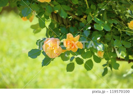 サハラの薔薇の写真素材 - PIXTA
