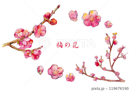 梅の花の絵 梅の花の水彩イラスト。紅梅。のイラスト素材 [96916114] - PIXTA
