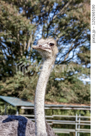 ダチョウ 鳥類 鳥 駝鳥の写真素材 - PIXTA