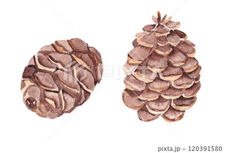 松ぼっくり油彩画 肉筆油彩画 「三宝柑」 萩原 淳 F6号 美術品 油絵 インテリア 額縁付き