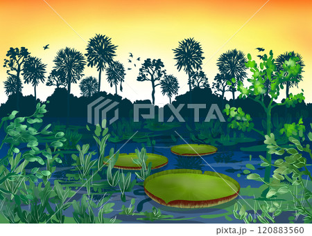 手描きイラスト　アマゾンの森 アマゾン 南米 ジャングル 森の写真素材 - PIXTA