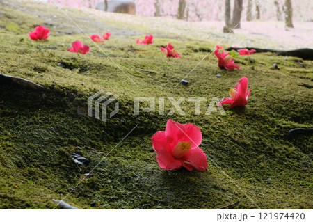 椿の花の落下の写真素材 - PIXTA