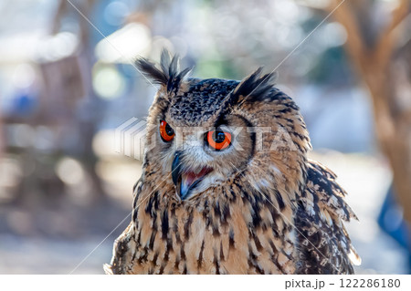 ワシミミズク属の写真素材 - PIXTA