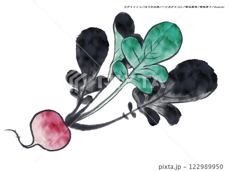 大根 墨絵 野菜 日本画の写真素材 - PIXTA