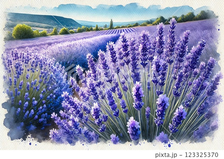 北海道 ラベンダー 花畑 ラベンダー畑のイラスト素材 - PIXTA