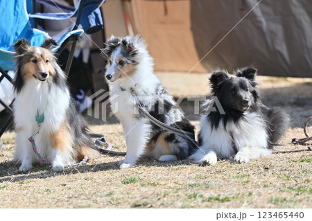 動物 犬 シェットランドシープドッグ お座りの写真素材 - PIXTA