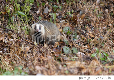 アナグマ 穴熊 野生動物 野生生物の写真素材 - PIXTA