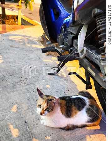 バイク 猫の写真素材 - PIXTA