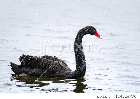 黒鳥 水鳥 鳥 ブラックスワンの写真素材 - PIXTA