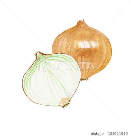 野菜 玉葱 水彩画 玉ねぎのイラスト素材 - PIXTA