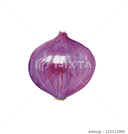 野菜 玉葱 水彩画 玉ねぎのイラスト素材 - PIXTA
