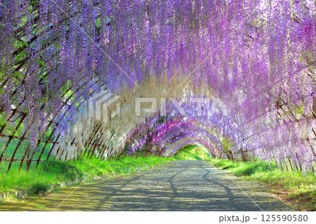 油絵 絵画 【藤のトンネル】 油絵 絵画 【藤のトンネル】 - メルカリ