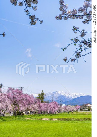 飯豊連峰 山 飯豊山 桜の写真素材 - PIXTA