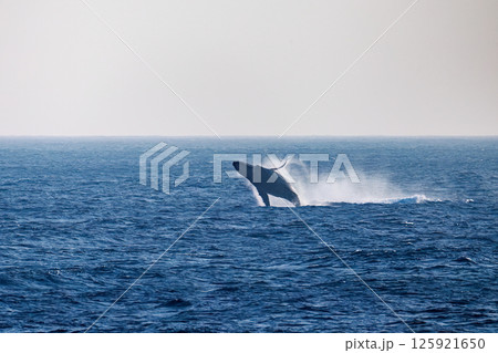 鯨 空飛ぶ クジラ くじらの写真素材 - PIXTA