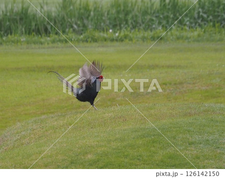 キジ 飛翔 オスキジ 雄雉の写真素材 - PIXTA
