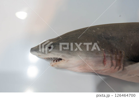サメ 鮫 魚 剥製の写真素材 - PIXTA