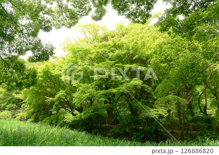 新緑の美しい風景