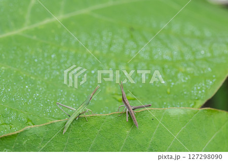 昆虫 バッタ 2匹のバッタ 夏 二匹の写真素材 - PIXTA