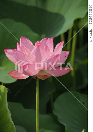 ハスの花風景の写真素材 - PIXTA