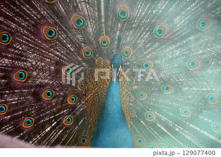 孔雀 羽 クジャク 七色の写真素材 - PIXTA