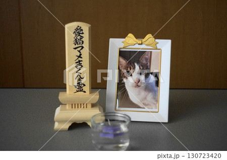虹 橋 猫 虹の橋の写真素材 - PIXTA
