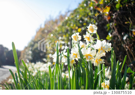 夏水仙の写真素材 - PIXTA