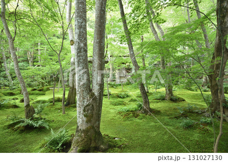 苔庭の写真素材 - PIXTA