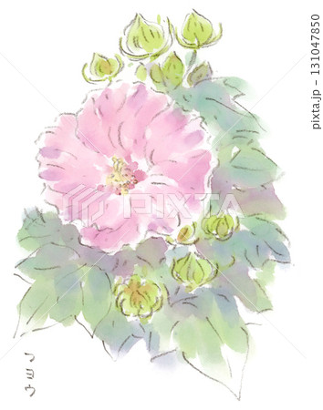 芙蓉ページ　イラストオーダー 芙蓉 花 植物 秋のイラスト素材 - PIXTA