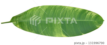 黄色斑点 観葉植物の写真素材 - PIXTA
