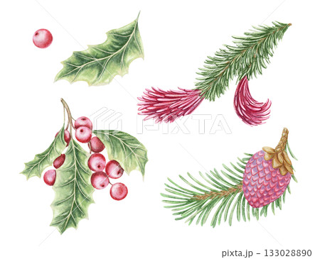 まつぼっくり 松かさ 松ぼっくり 水彩画のイラスト素材 - PIXTA