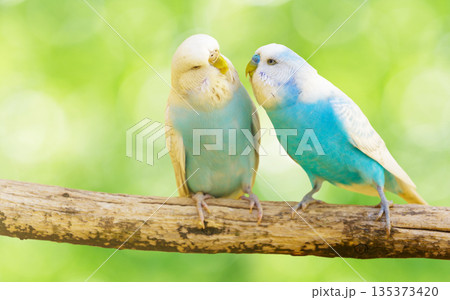 セキセイインコ 鳥 グリーン 緑色の写真素材 - PIXTA