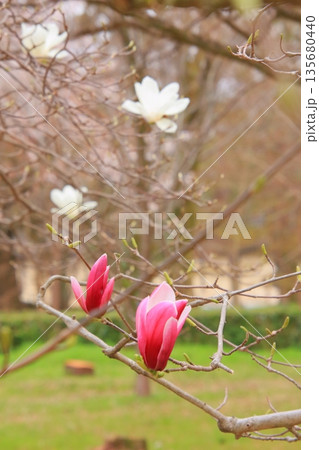 サクラモクレンの写真素材 - PIXTA