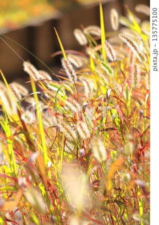 猫じゃらし エノコログサ 草 紅葉の写真素材 - PIXTA