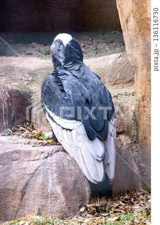 コンドル 鳥類 鳥 大型の写真素材 - PIXTA